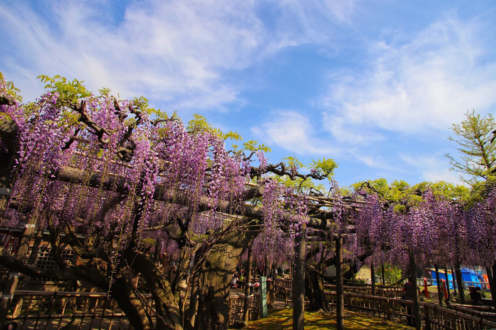 Canon EF 20-35mm f/2.8L sample photo. Death behind, chinese wisteria photography