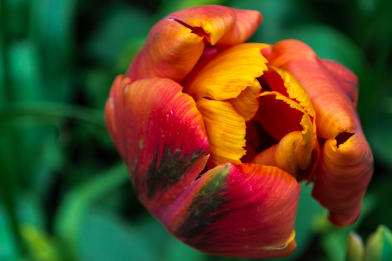 Nikon D3100 sample photo. Flower, blossom, nature photography