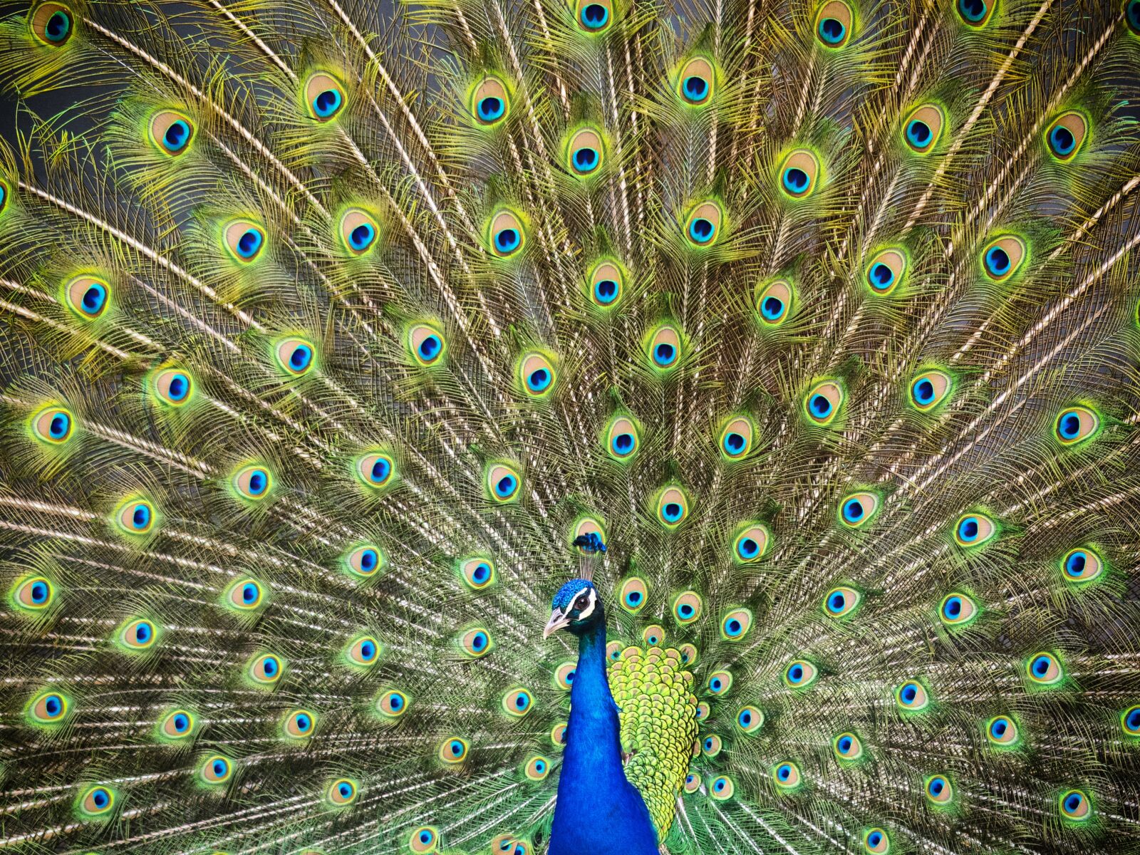 Olympus STYLUS1 sample photo. Peacock, turkey, royal photography