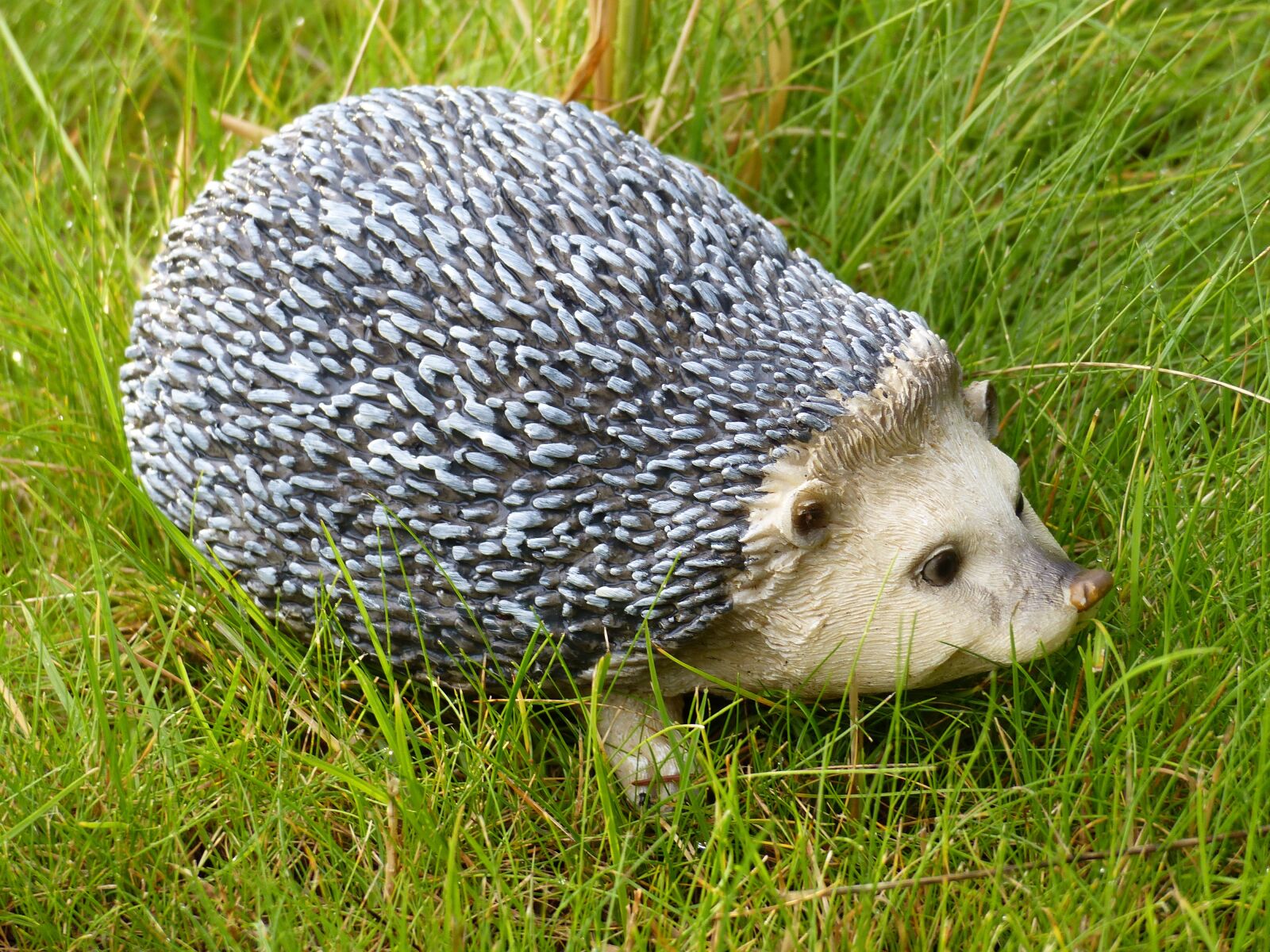 Panasonic Lumix DMC-FZ200 sample photo. Hedgehog, figure, garden photography