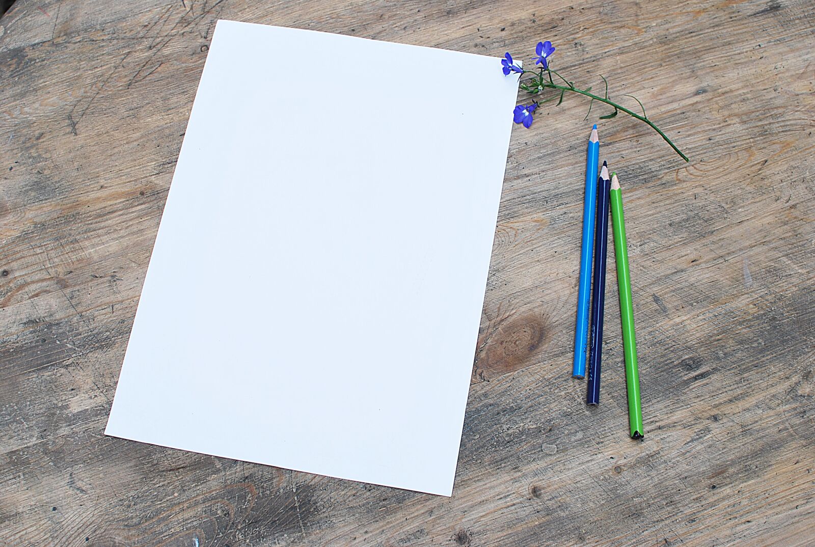 Nikon D60 sample photo. Mockup, white card, paper photography
