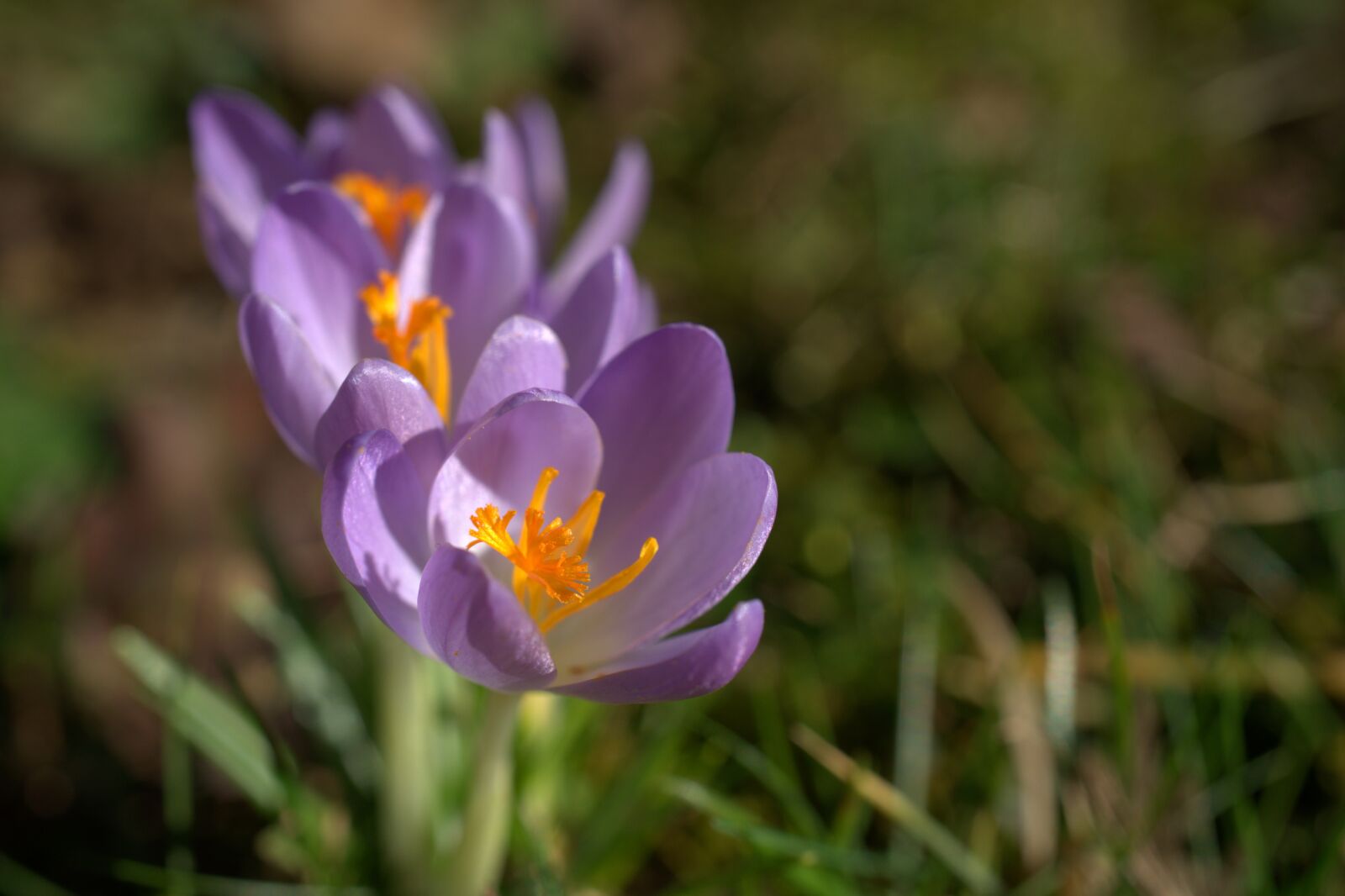 Sony a7 II sample photo. Crocus, spring, violet photography