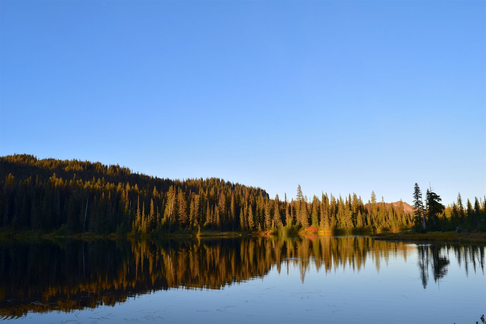 Nikon D3300 sample photo. Trees, lake, reflection photography