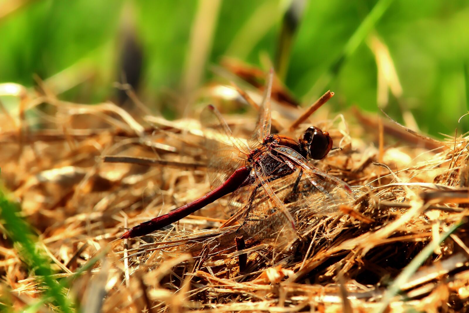 Canon EF-S 55-250mm F4-5.6 IS STM sample photo. Darter sympetrum, dragonfly, insect photography