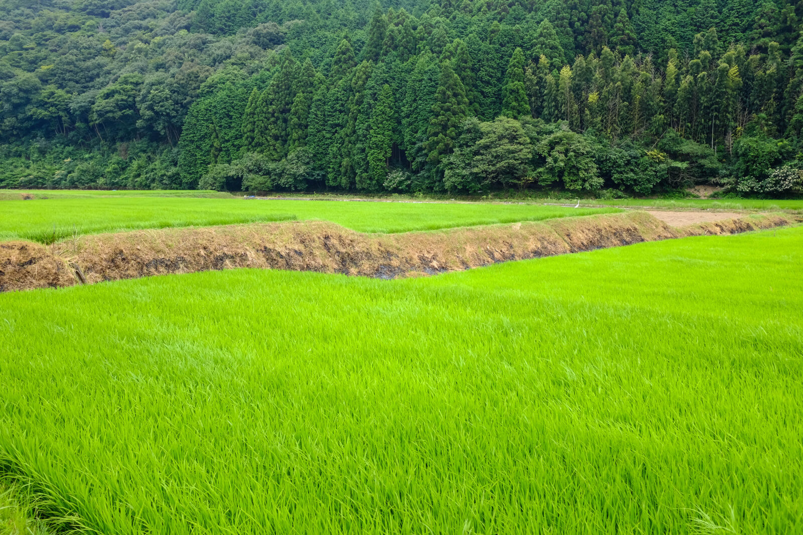 Fujifilm X100T sample photo. Green, japan, nature, rice photography