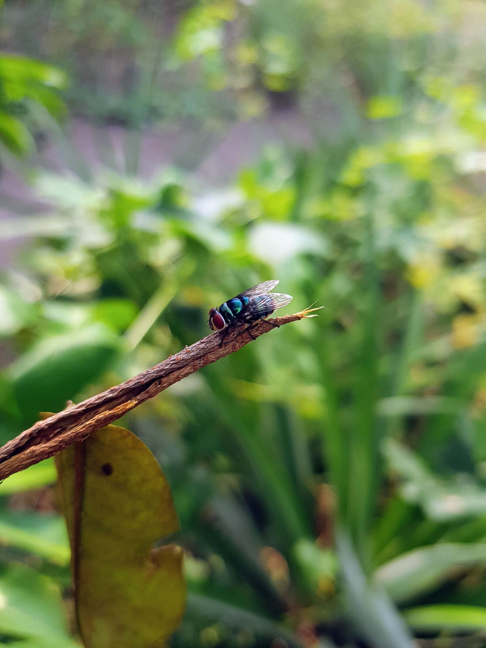 Samsung Galaxy S8 sample photo. Fly, nature, vert photography