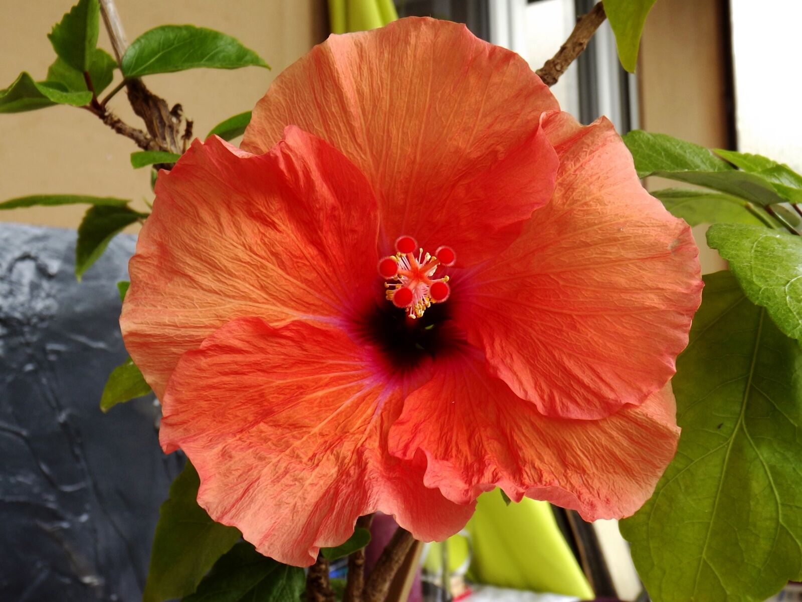 Fujifilm FinePix S3300 sample photo. Hibiscus, flower, red photography