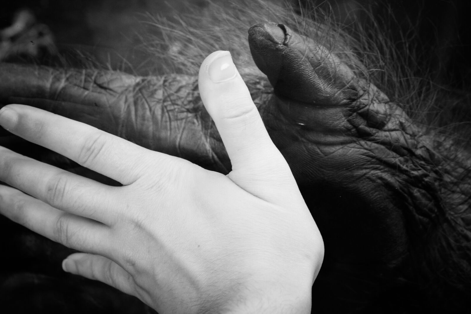 Canon EOS 550D (EOS Rebel T2i / EOS Kiss X4) sample photo. Ape, human, hands photography