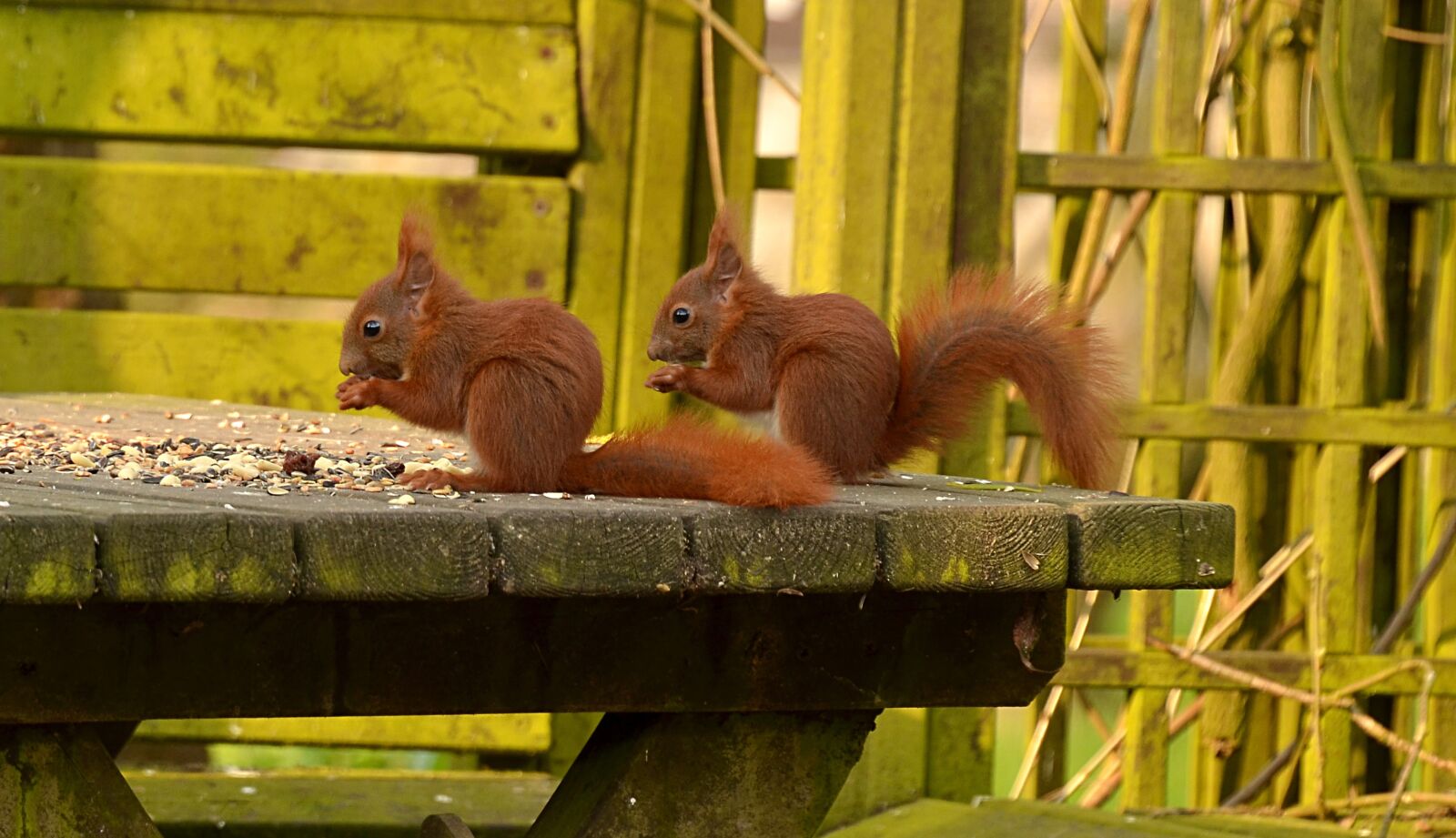 Nikon D5100 sample photo. Squirrel, animal, young animal photography