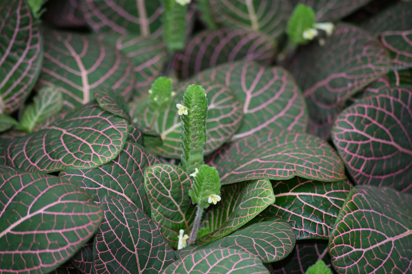 Nikon D3300 sample photo. Plant, striped, nice photography