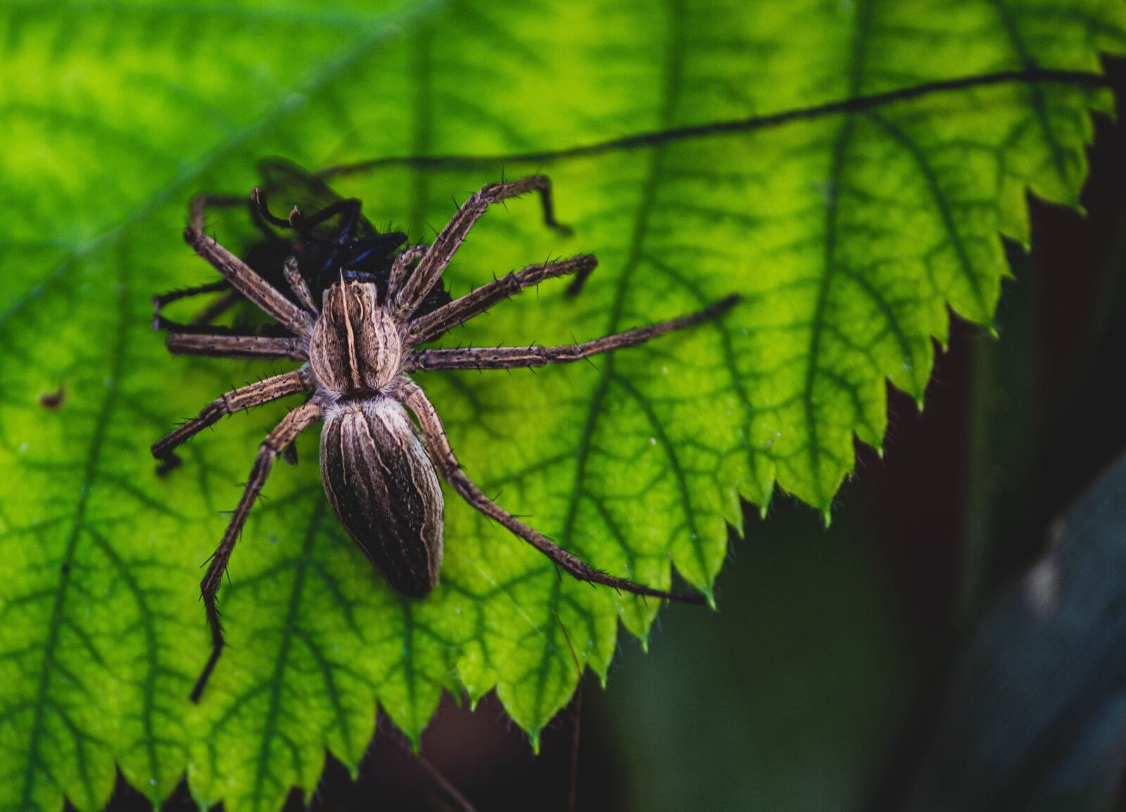 Canon EOS 1300D (EOS Rebel T6 / EOS Kiss X80) sample photo. Spider, insect, attack photography