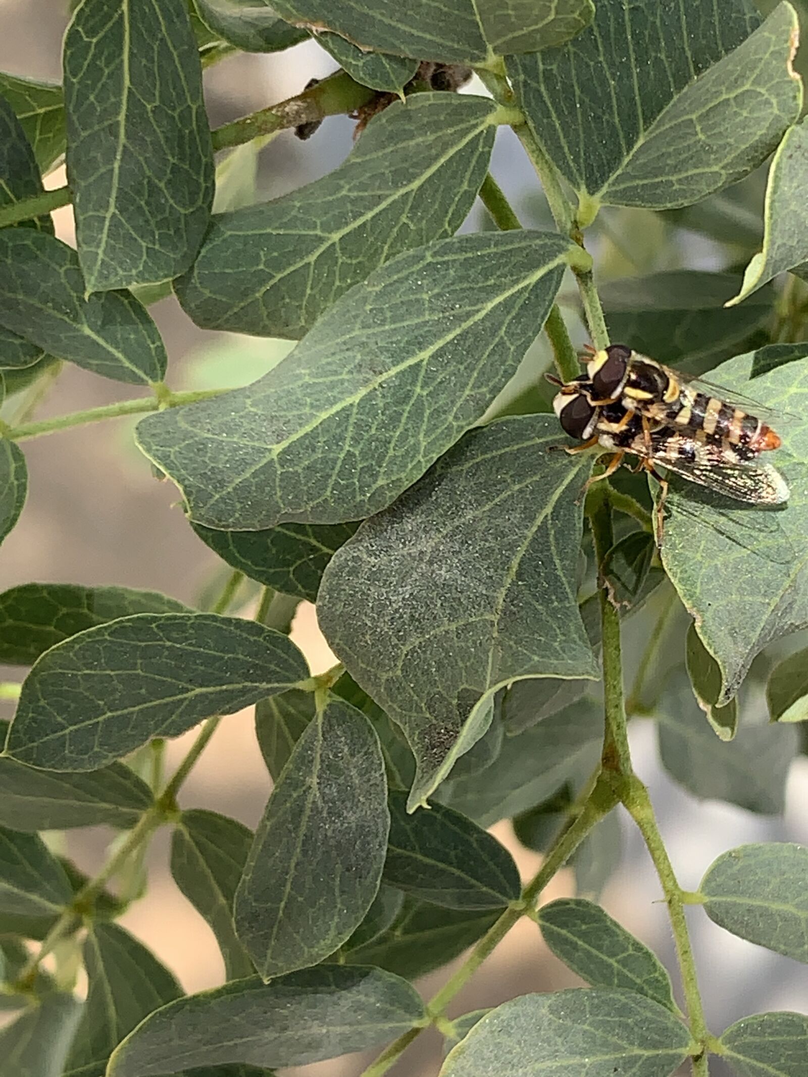 Apple iPhone XR sample photo. Bugs, leaves, nature photography