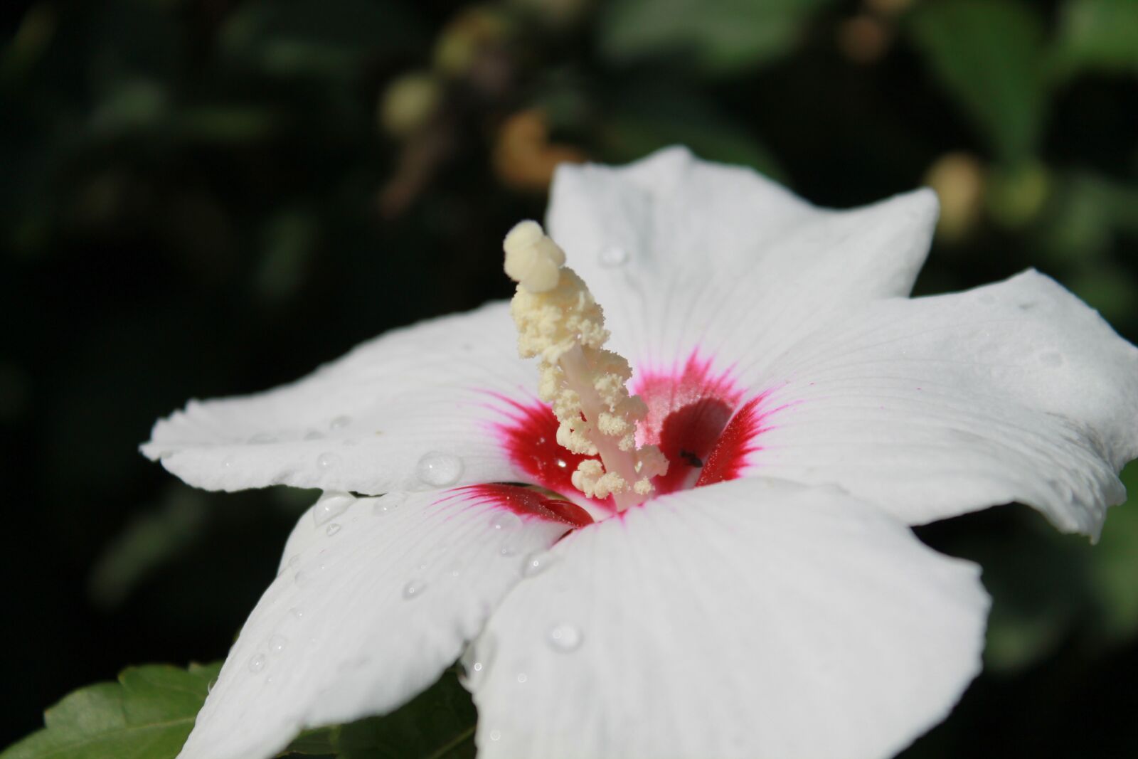 Canon EOS 1100D (EOS Rebel T3 / EOS Kiss X50) sample photo. Beautiful, colors, flower, flowers photography
