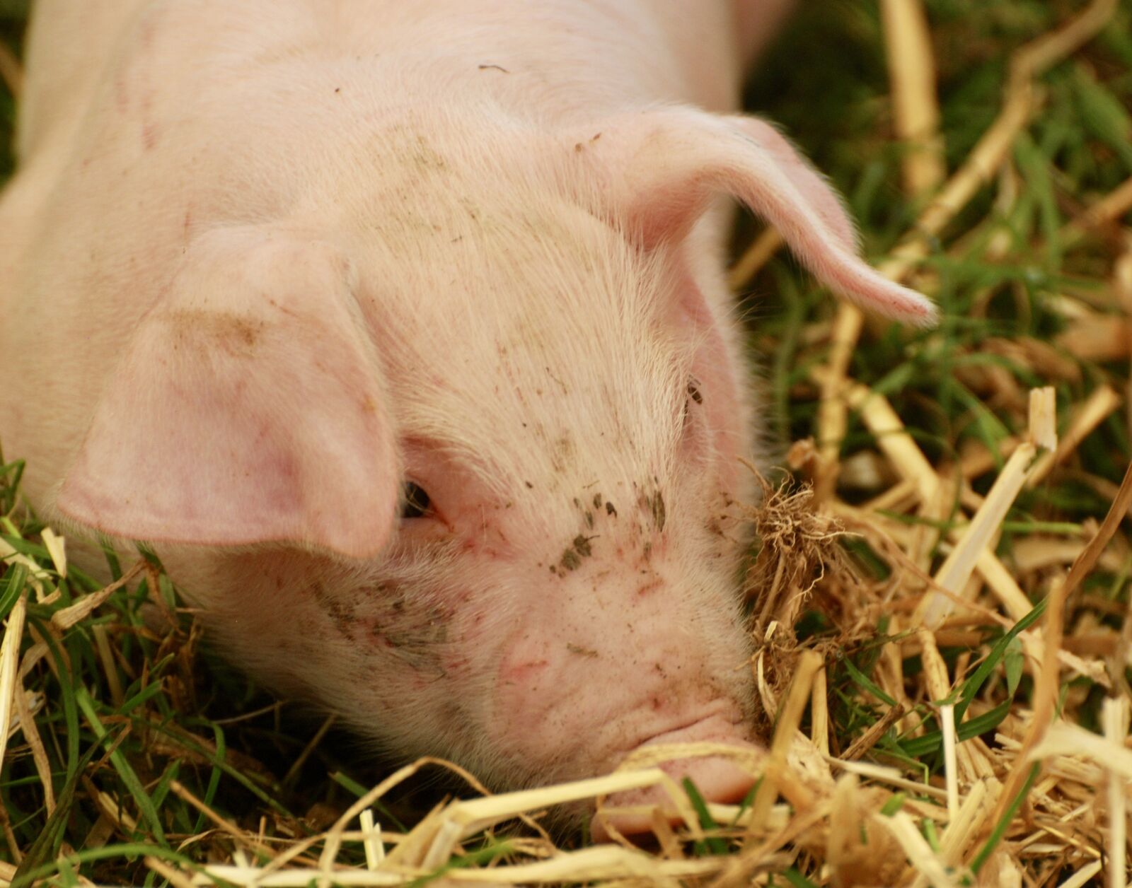 Nikon D80 sample photo. Pig, eating, farm photography