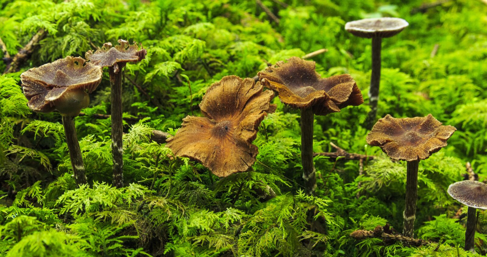 Canon EOS 650D (EOS Rebel T4i / EOS Kiss X6i) sample photo. Mushrooms, autumn, forest photography