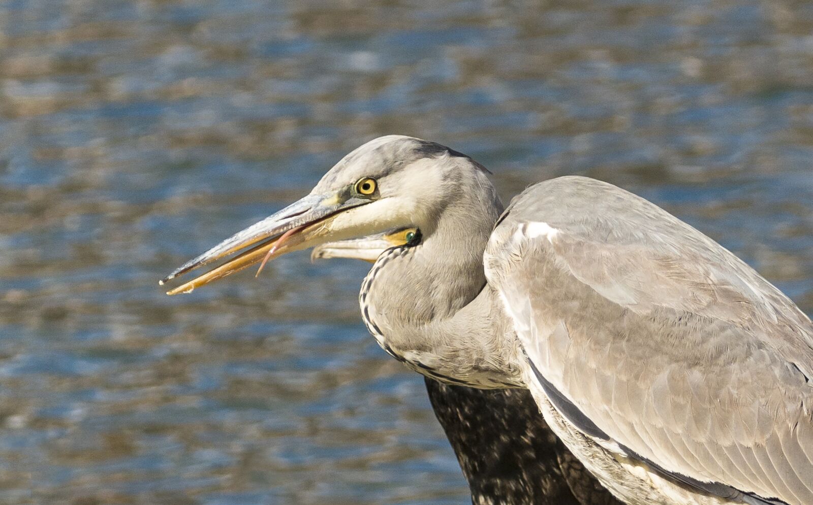 Nikon D7200 sample photo. Birds, flights, nature photography