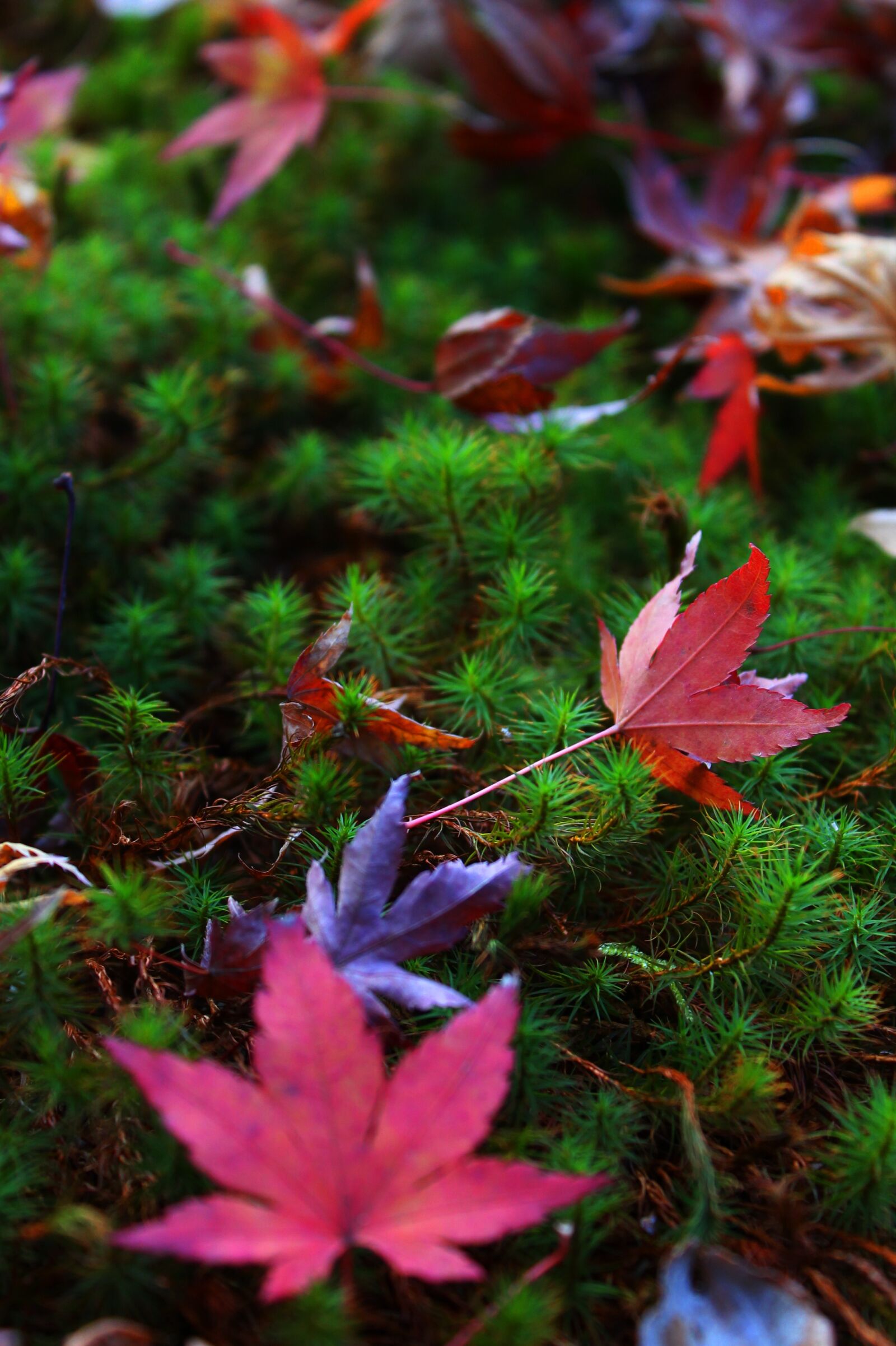 Canon EOS 1100D (EOS Rebel T3 / EOS Kiss X50) sample photo. Autumn, autumnal leaves, moss photography