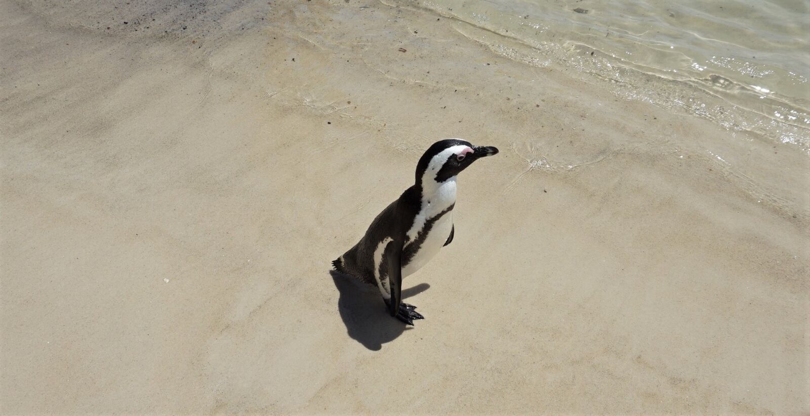Sony a5100 sample photo. Penguin, sand, water photography
