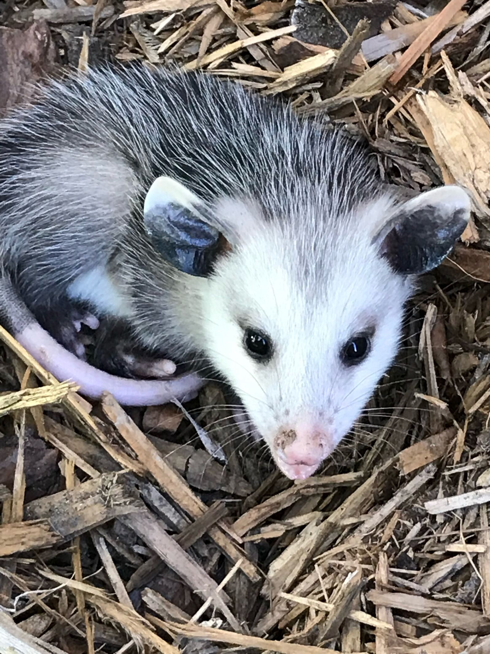 iPhone 7 back camera 3.99mm f/1.8 sample photo. Opossum, wildlife, possum photography