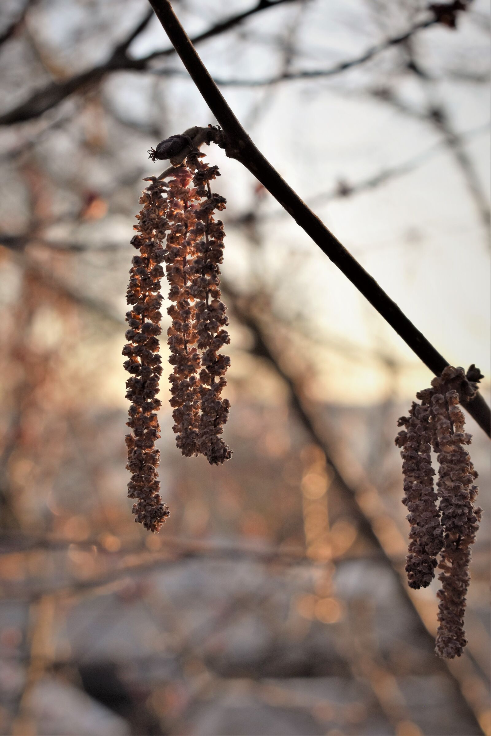 Nikon D5500 sample photo. Hazel, seeds, dried photography