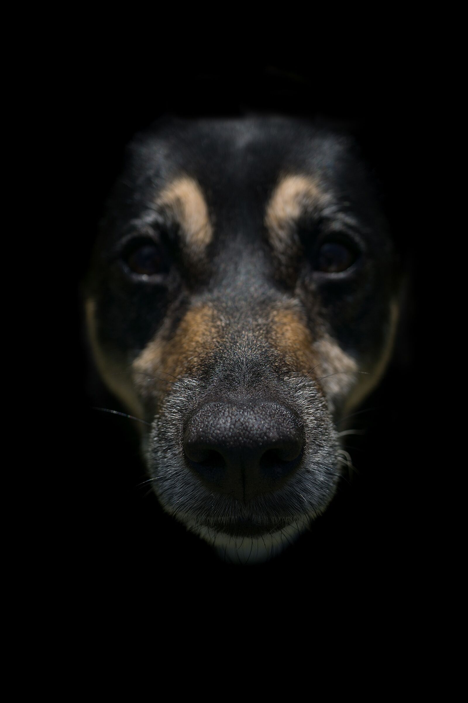 Sony E 30mm F3.5 Macro sample photo. Dog, hybrid, pet photography