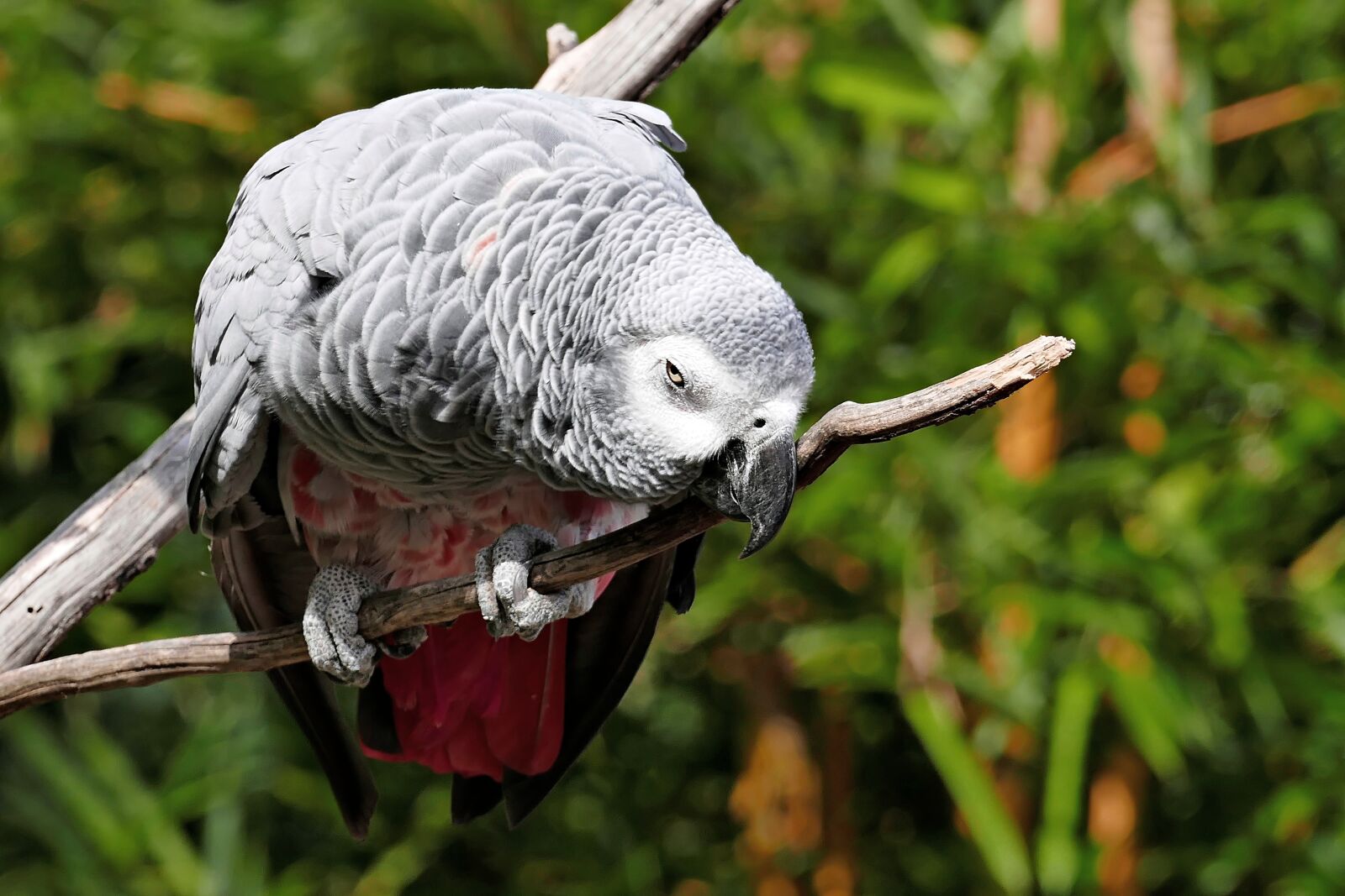 Panasonic Lumix DMC-FZ1000 sample photo. Parrot, grey, plumage photography