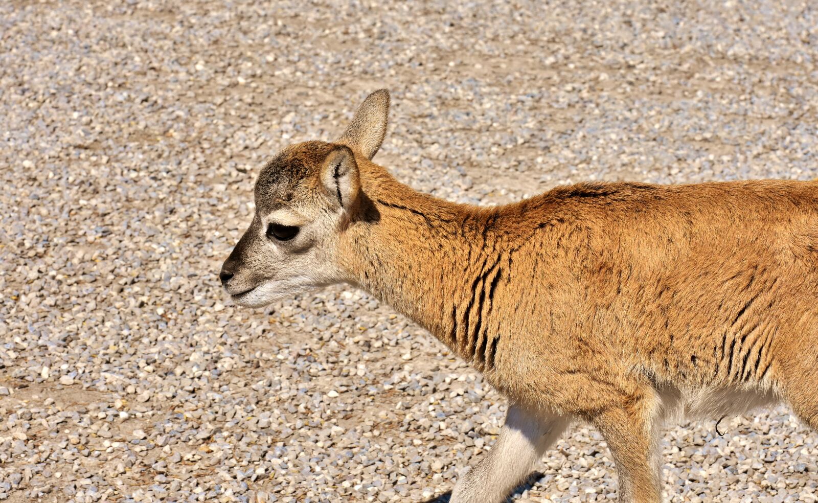 Nikon D7200 sample photo. Mouflon, young animal, aries photography