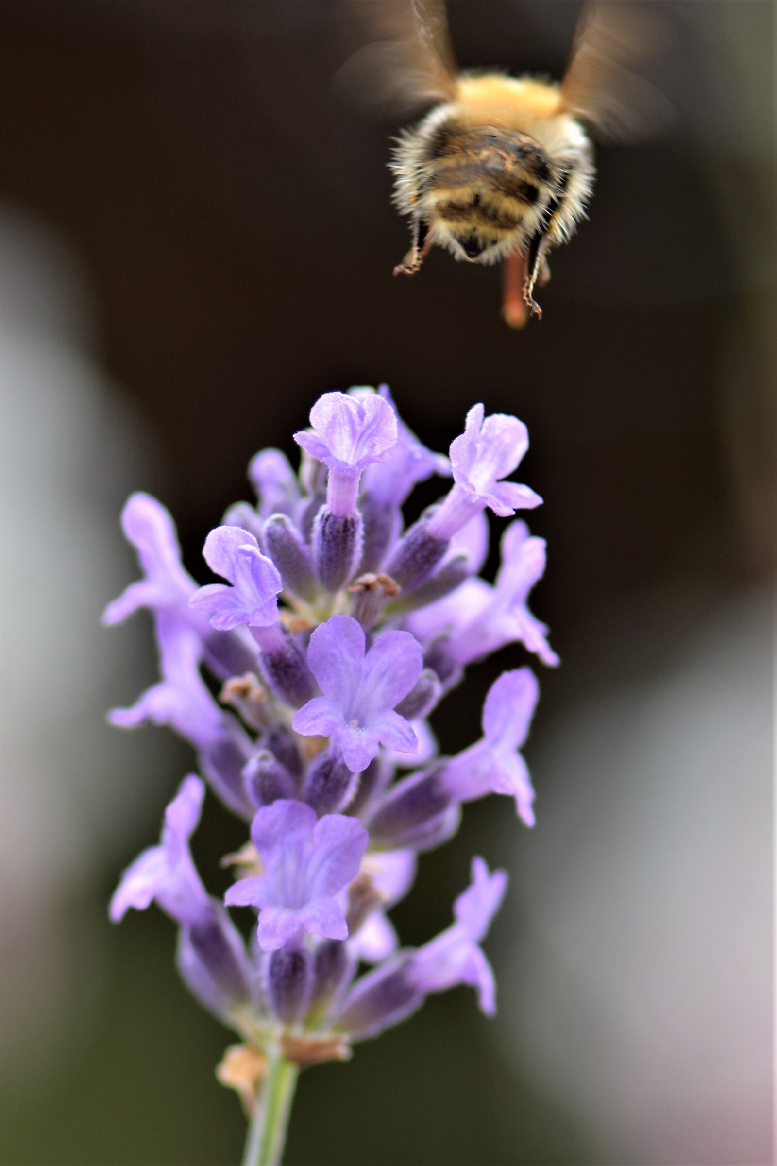 Nikon D5500 sample photo. Bee, lavender, flower photography