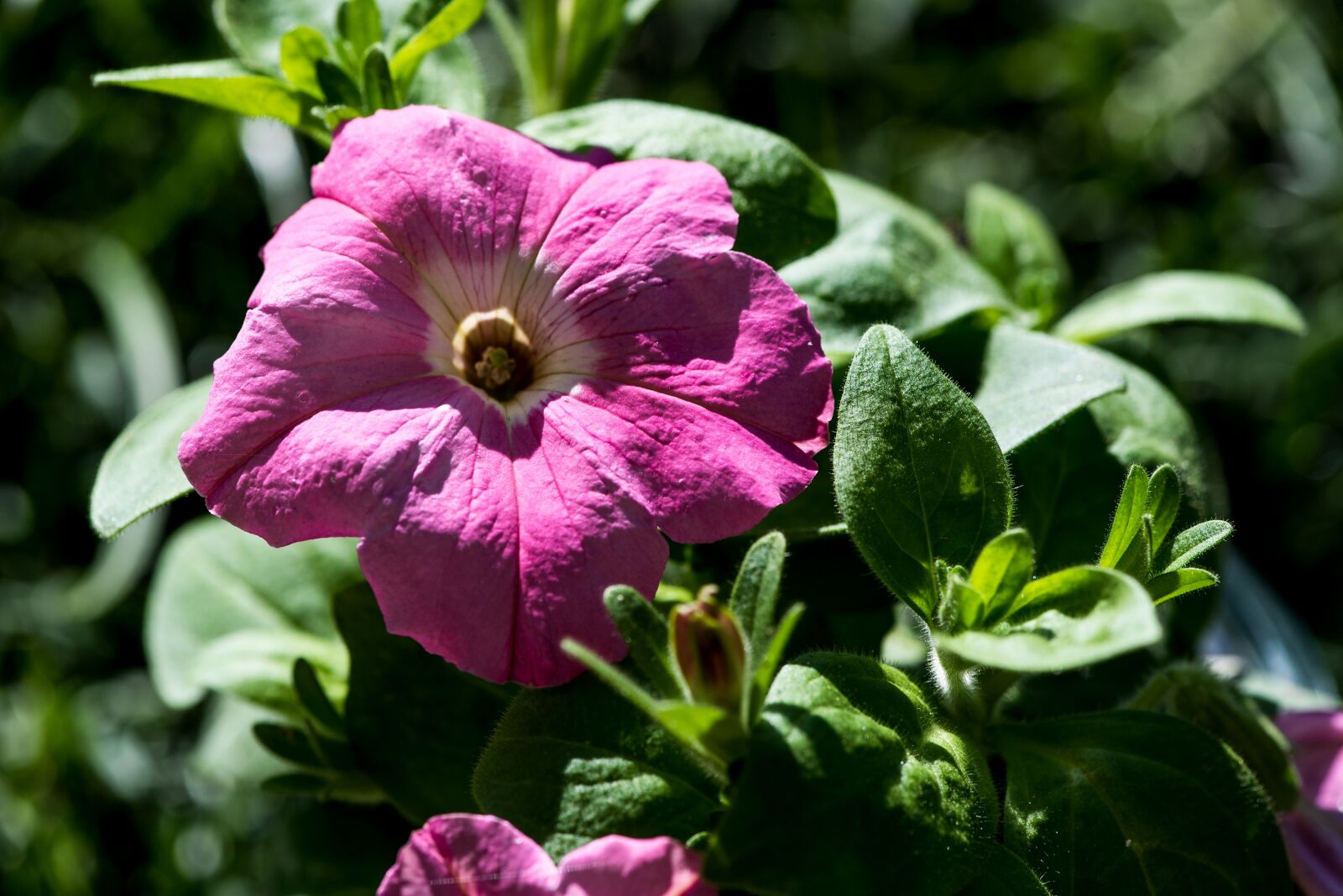 Nikon D750 sample photo. Flower, blossom, bloom photography