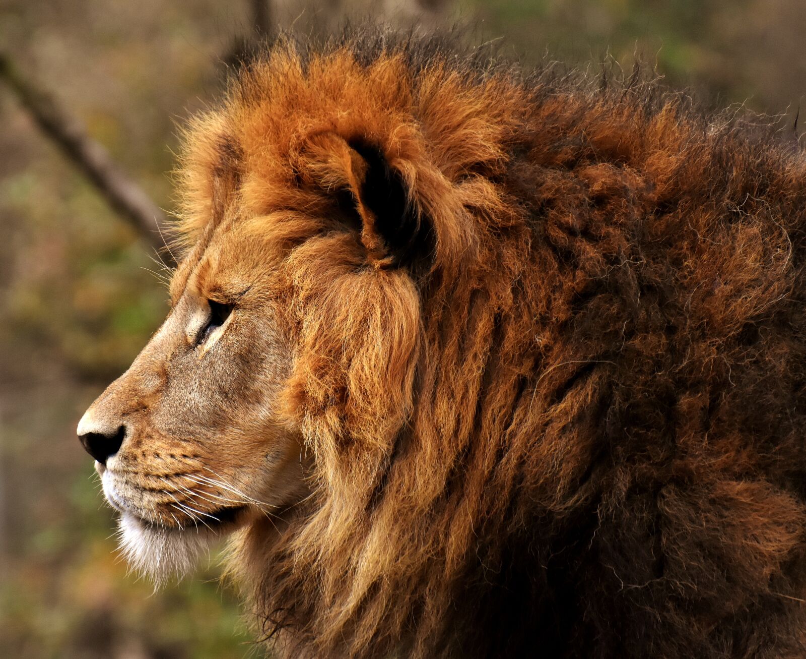 Nikon D7200 sample photo. Lion, predator, dangerous photography
