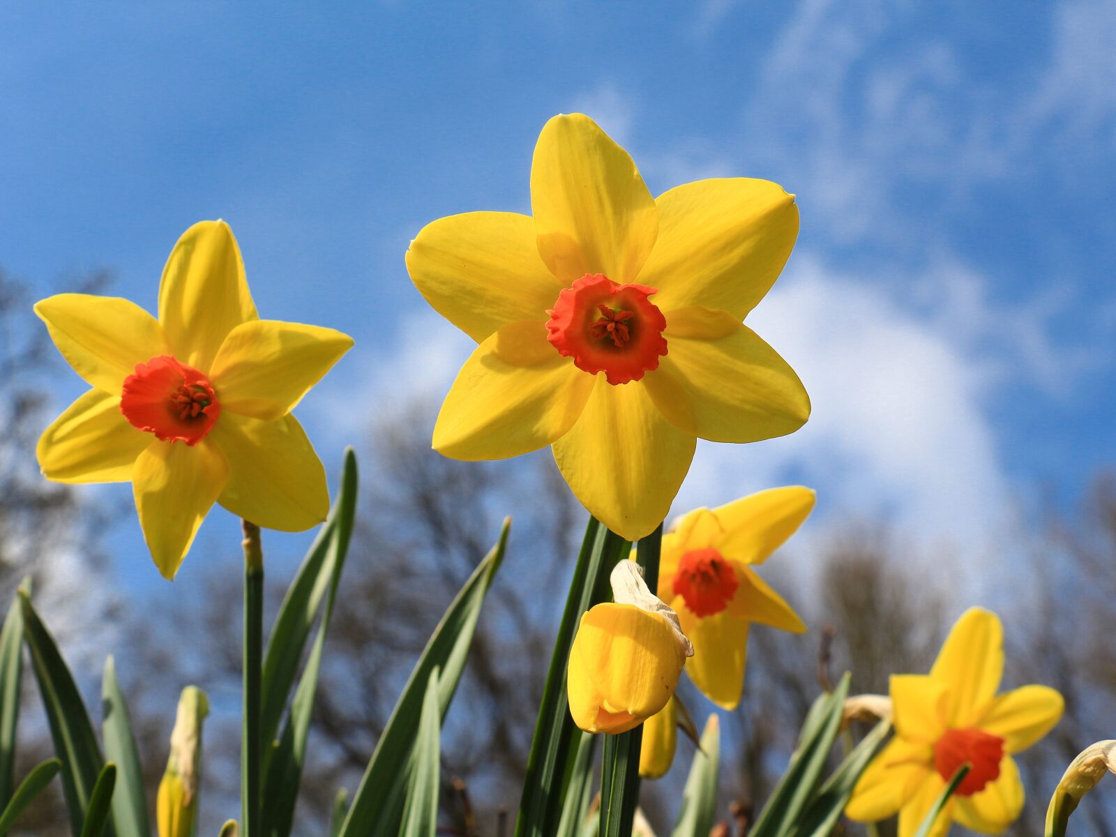 Canon EOS 700D (EOS Rebel T5i / EOS Kiss X7i) sample photo. Flower, nature, easter photography