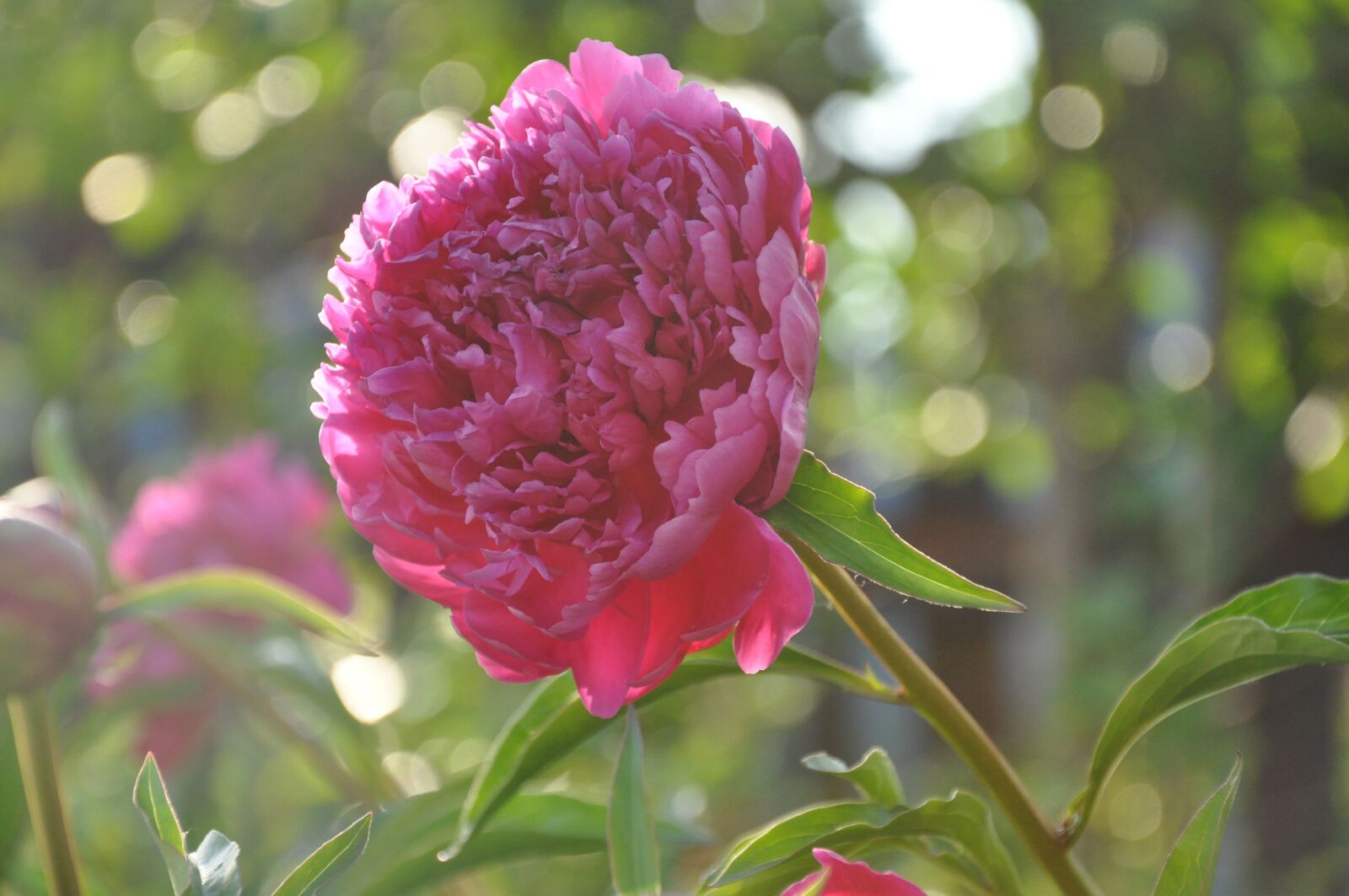 Nikon D90 sample photo. Peony, flower, flowers photography