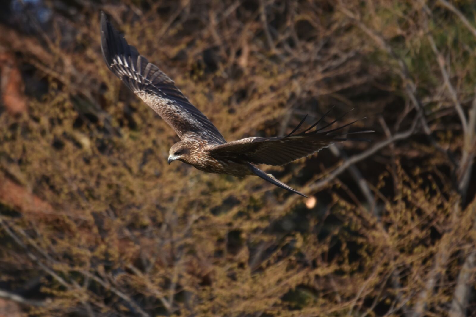 Nikon D7200 sample photo. Animal, forest, wood photography