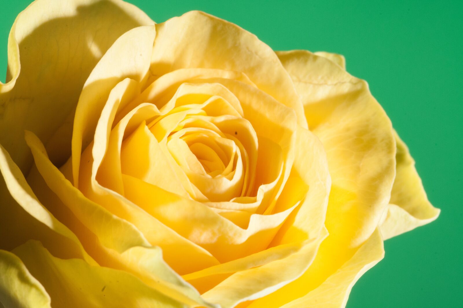 Nikon D300 sample photo. Flower, macro, close up photography