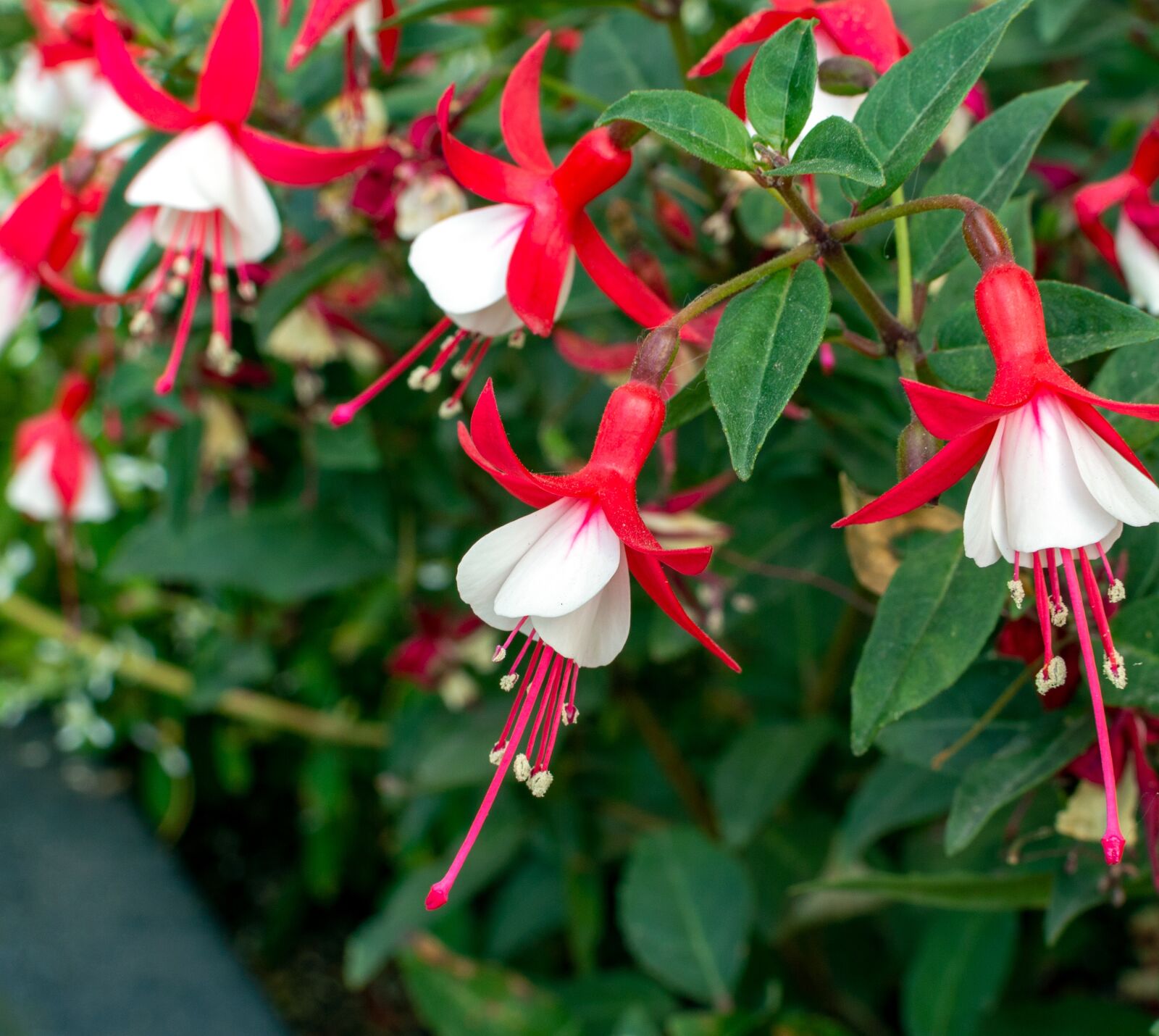 Nikon D3200 sample photo. Fuchsia, fuchsia hybrid, garden photography