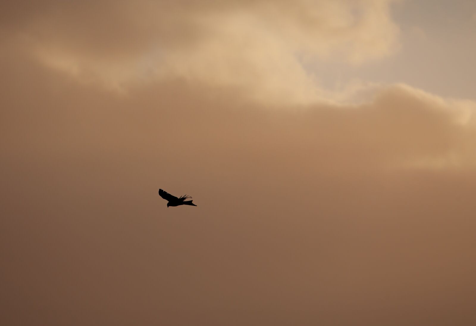 Canon EOS 5D Mark II sample photo. Red kite, flying, soaring photography