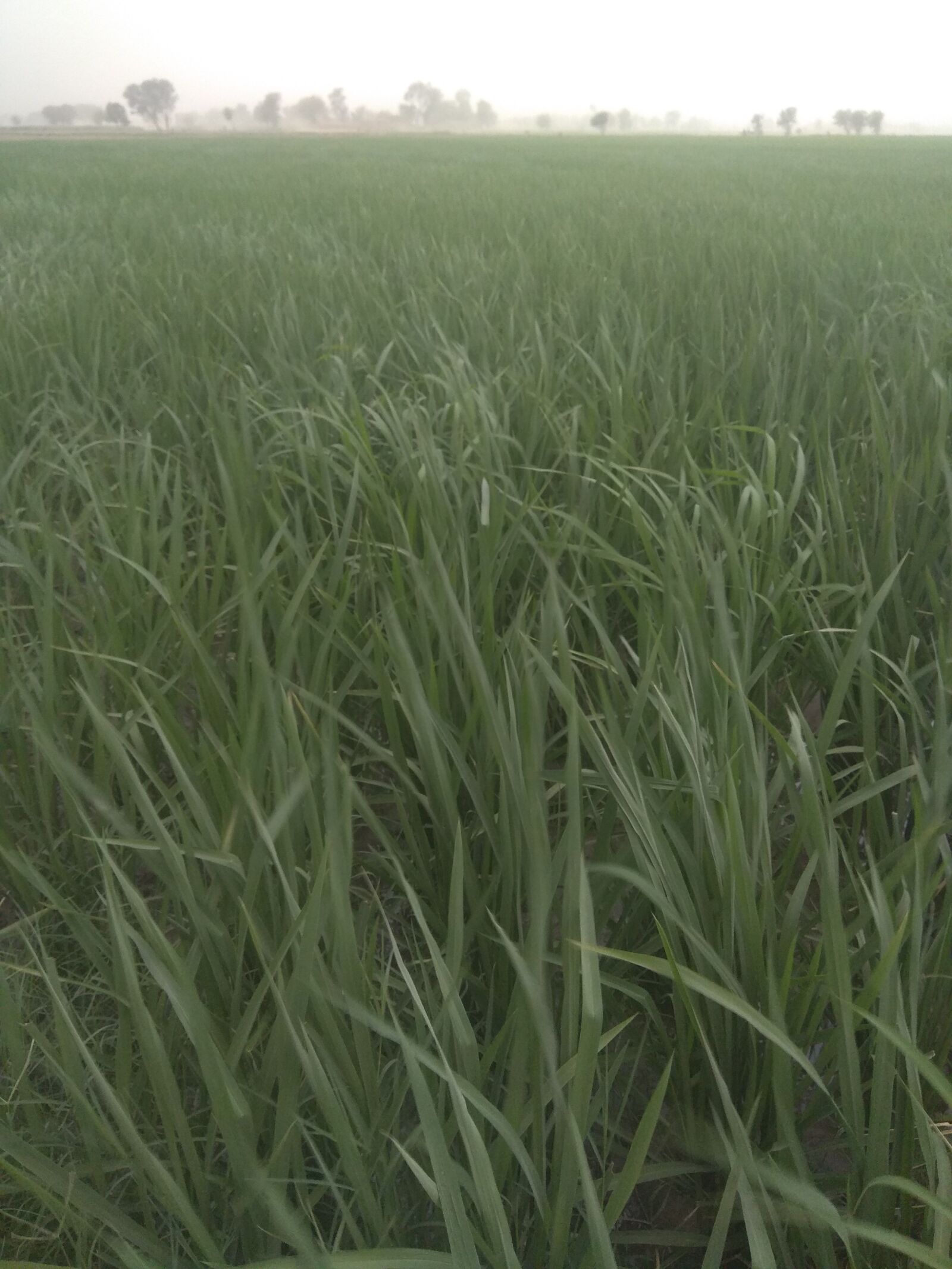 Xiaomi Redmi Note 4 sample photo. Rice fields, grass, eye photography