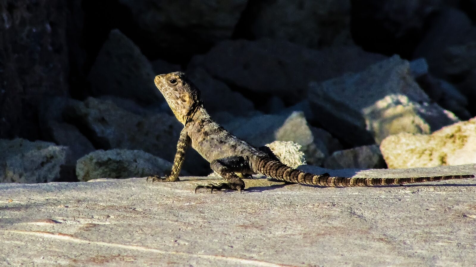 Canon PowerShot SX400 IS sample photo. Lizard, cyprus, kurkutas photography
