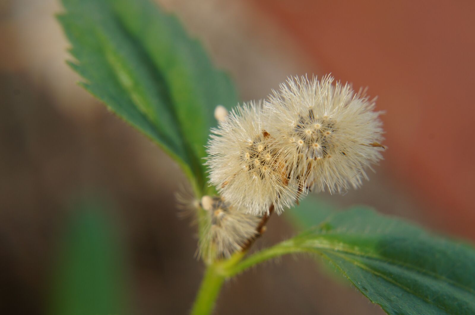 Sony Alpha NEX-F3 + Sony E 18-55mm F3.5-5.6 OSS sample photo. Wildflowers, natural, weed photography