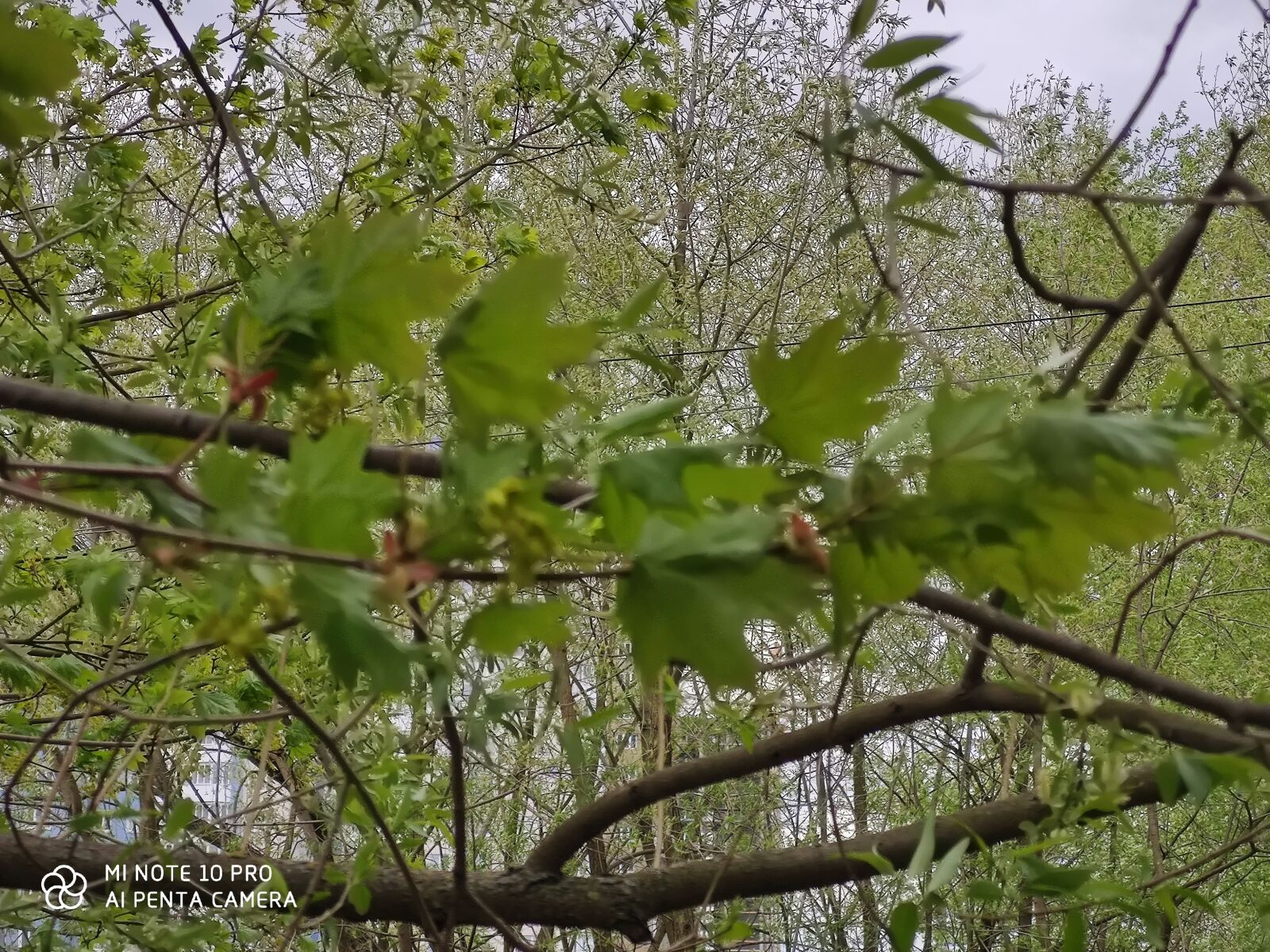 Xiaomi Mi Note 10 Pro sample photo. весна, дерево, природа photography