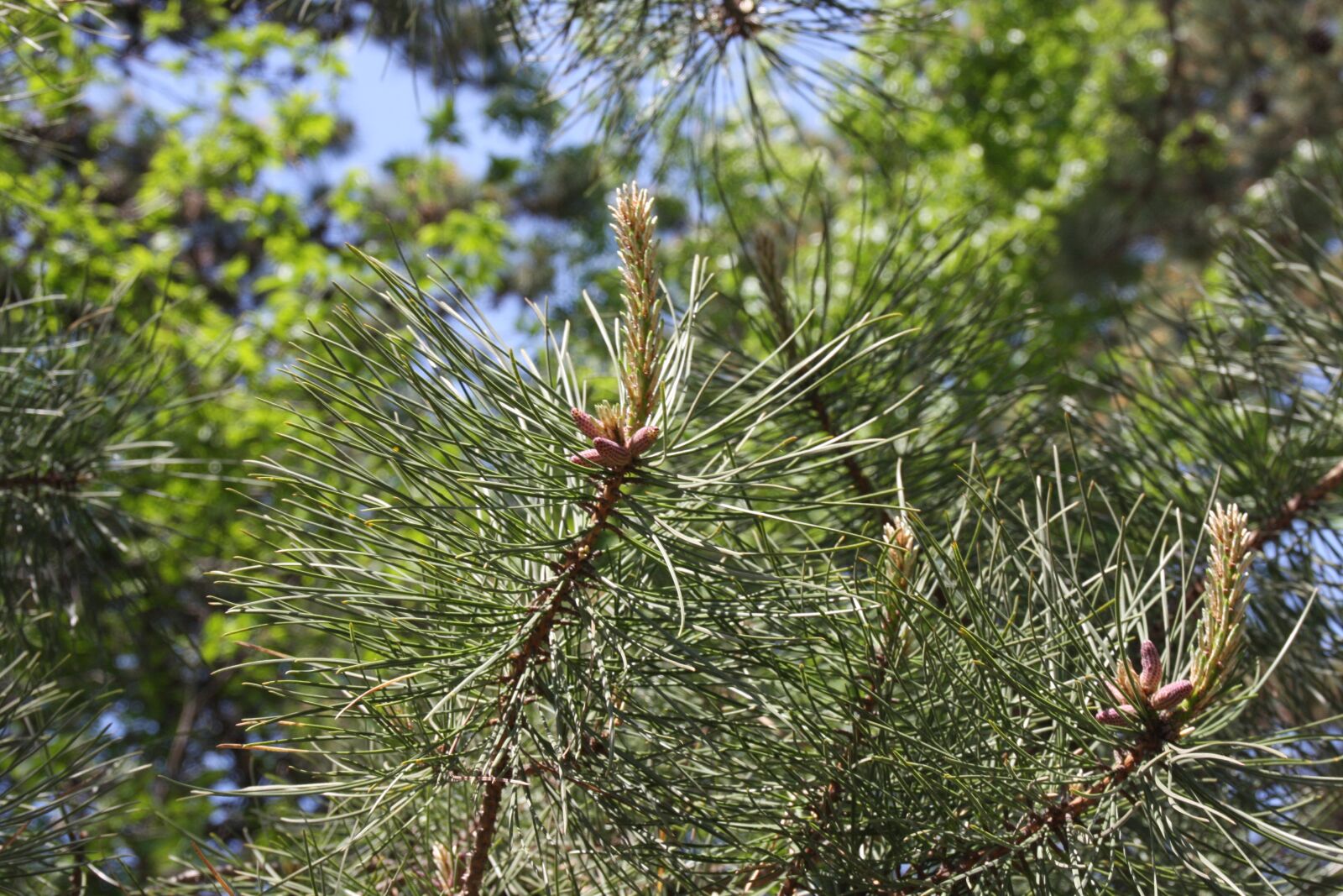 Canon EOS 40D sample photo. Pine, bud, green photography