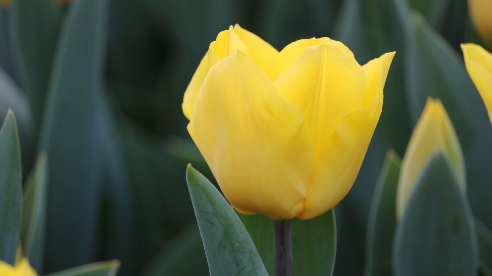 Canon EOS 750D (EOS Rebel T6i / EOS Kiss X8i) sample photo. Nature, plant, flower photography