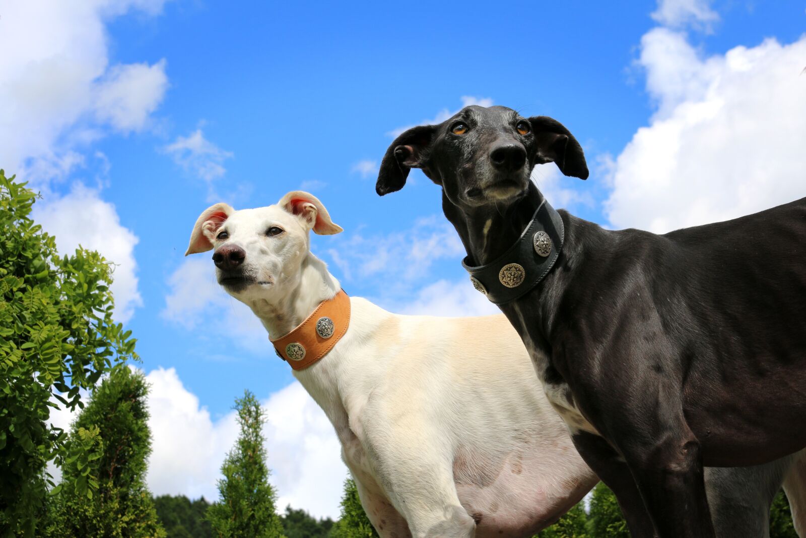 Canon EOS 70D sample photo. Greyhound, galgo, sighthound photography