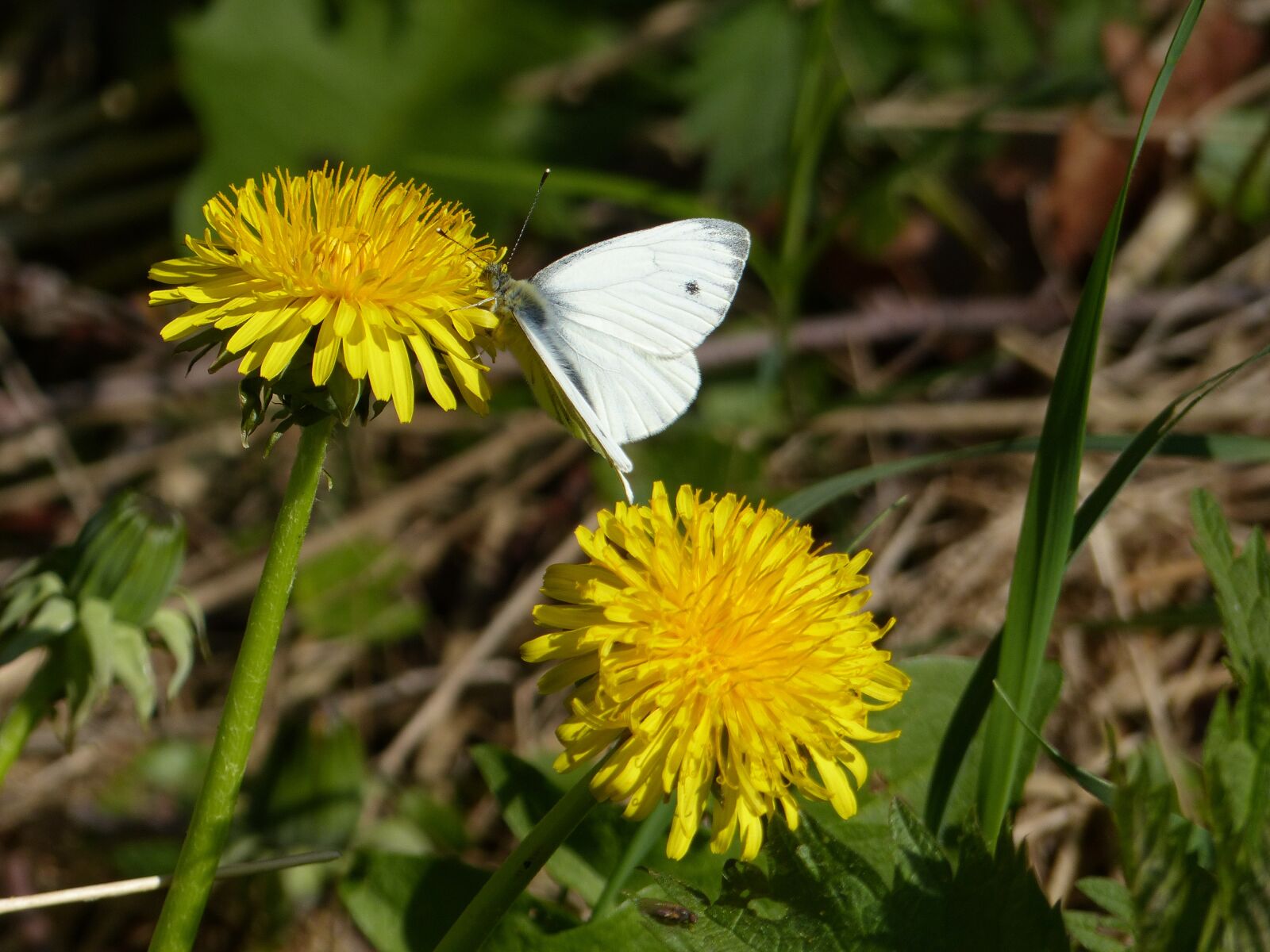 Panasonic Lumix DMC-FZ200 sample photo. Dandelion, butterfly, nature photography