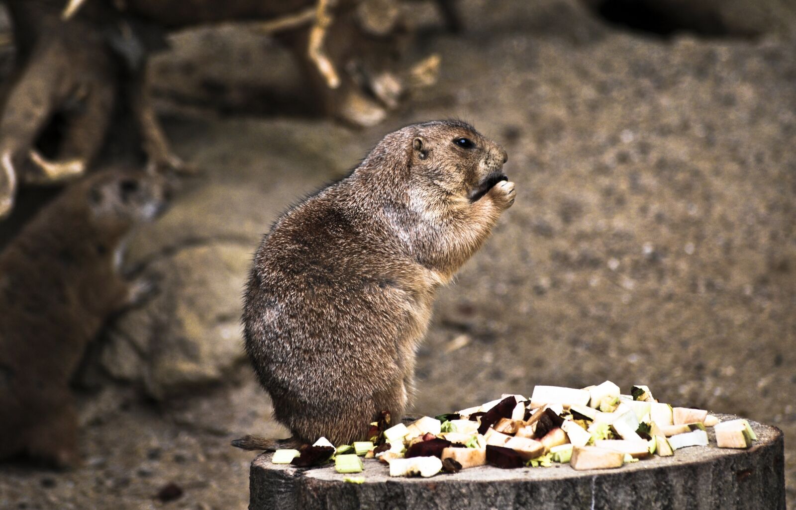 Nikon D60 sample photo. Wildlife, fauna, natural photography