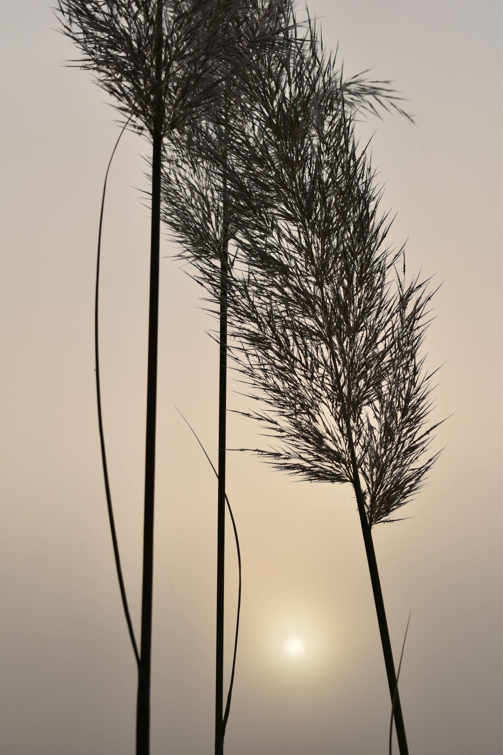 Nikon D5500 sample photo. Selloana, backlighting, sunrise photography