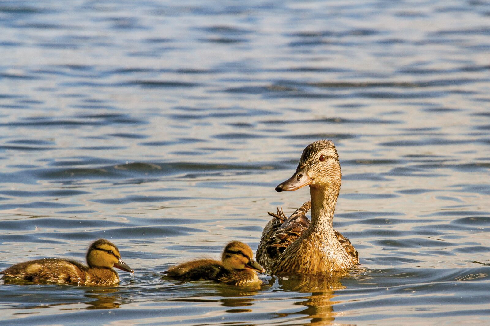 Canon EOS 7D sample photo. Duck, ducks, water photography