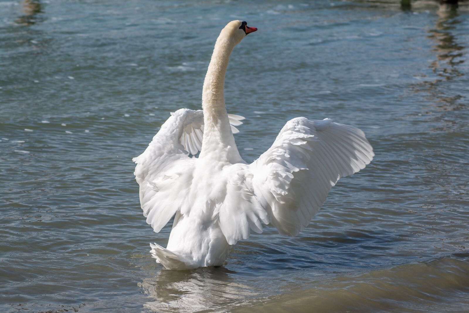 Nikon D750 sample photo. Swan, bird, water photography