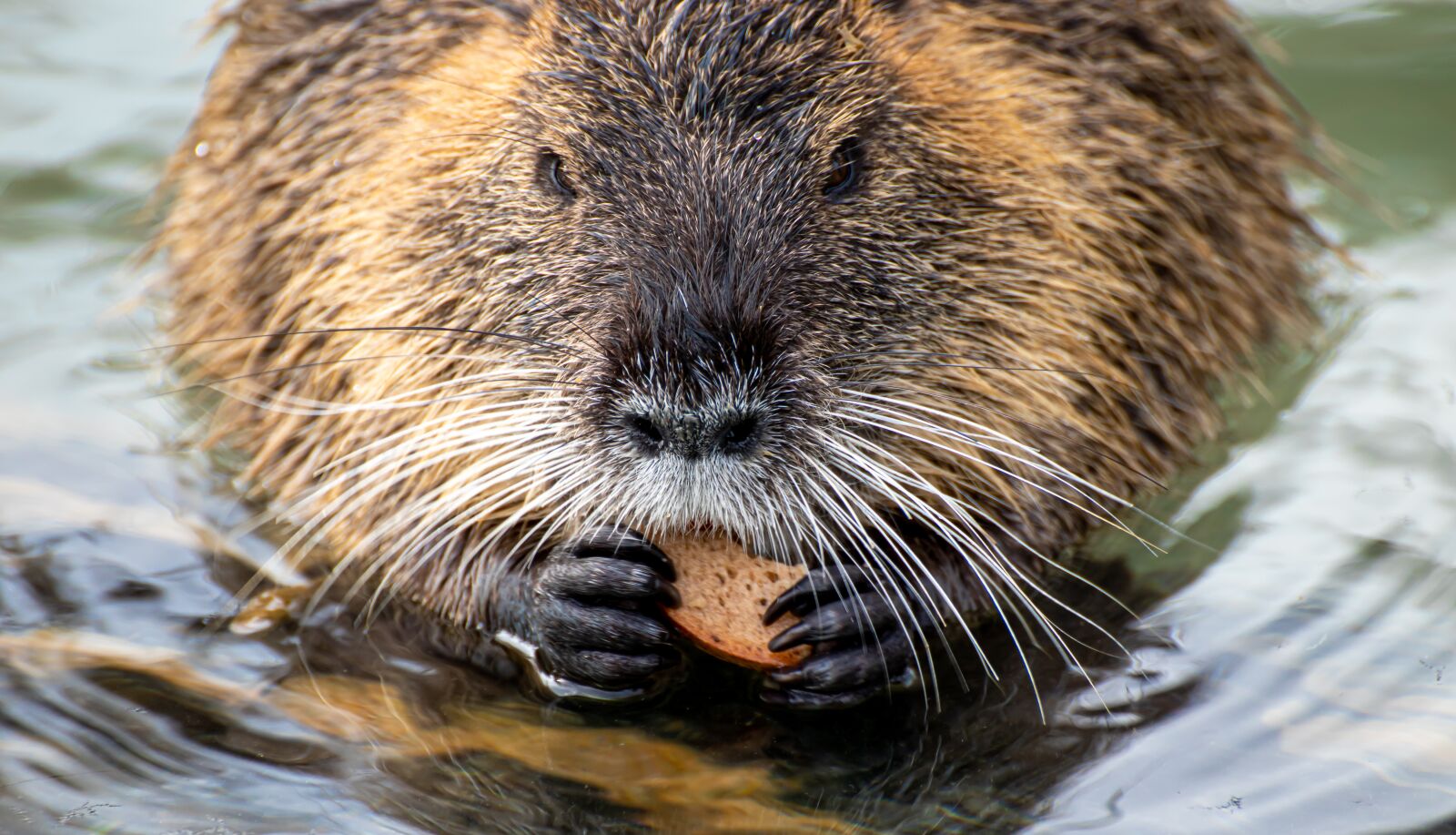 Canon EOS 200D (EOS Rebel SL2 / EOS Kiss X9) sample photo. Nutria, coypu, rodent photography