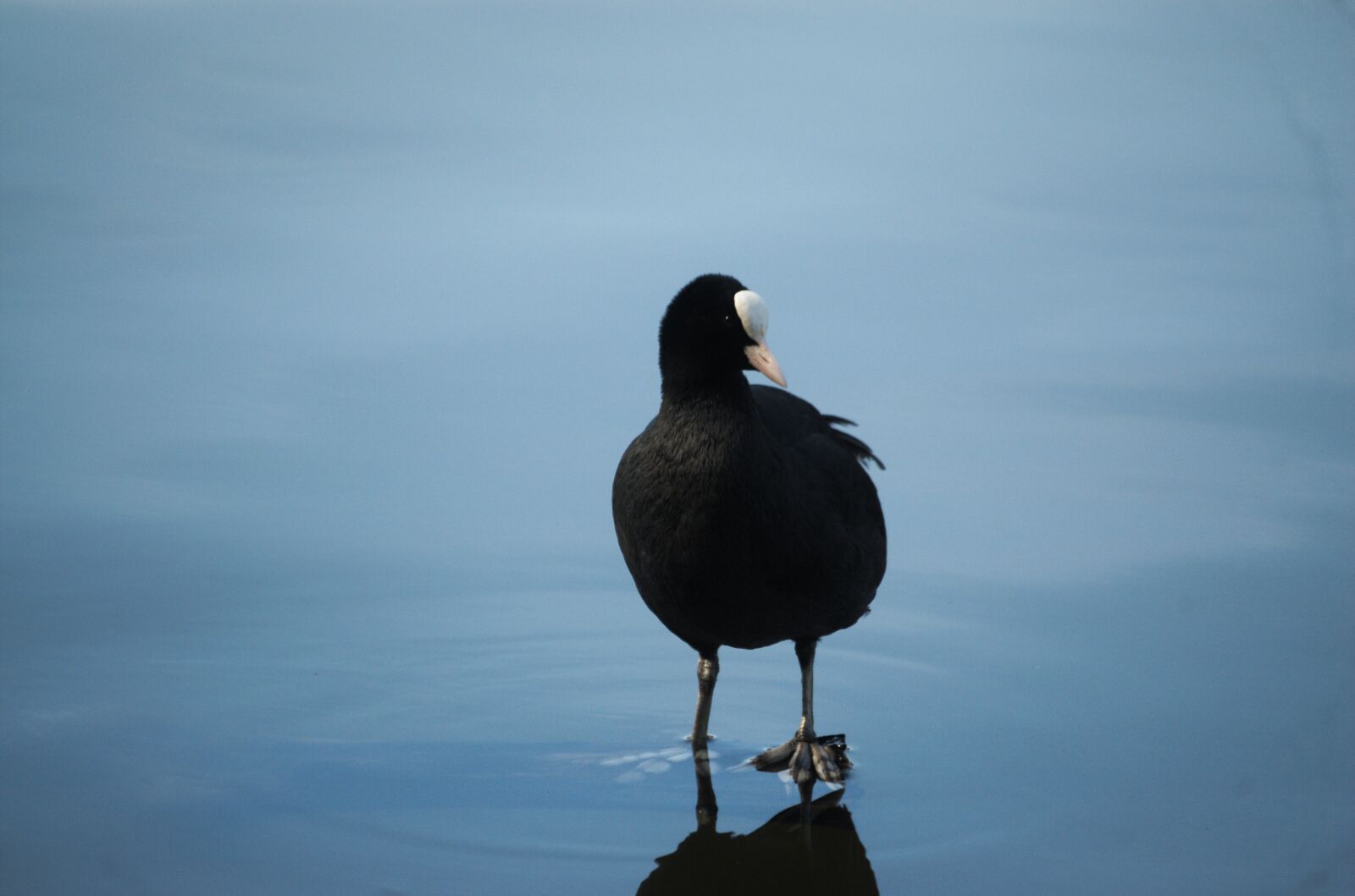 Nikon D70 sample photo. Coot, fulica atra, ralle photography